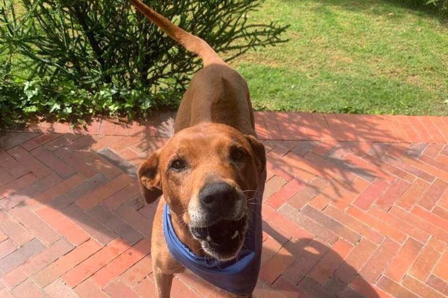 Gordo fue encontrado en una carretera después de ser abandonado, busca un hogar que lo ame para toda la vida.