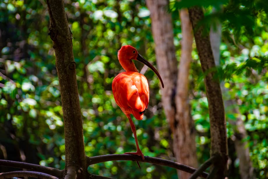 Un ibis escarlata de la isla de Barú, Colombia