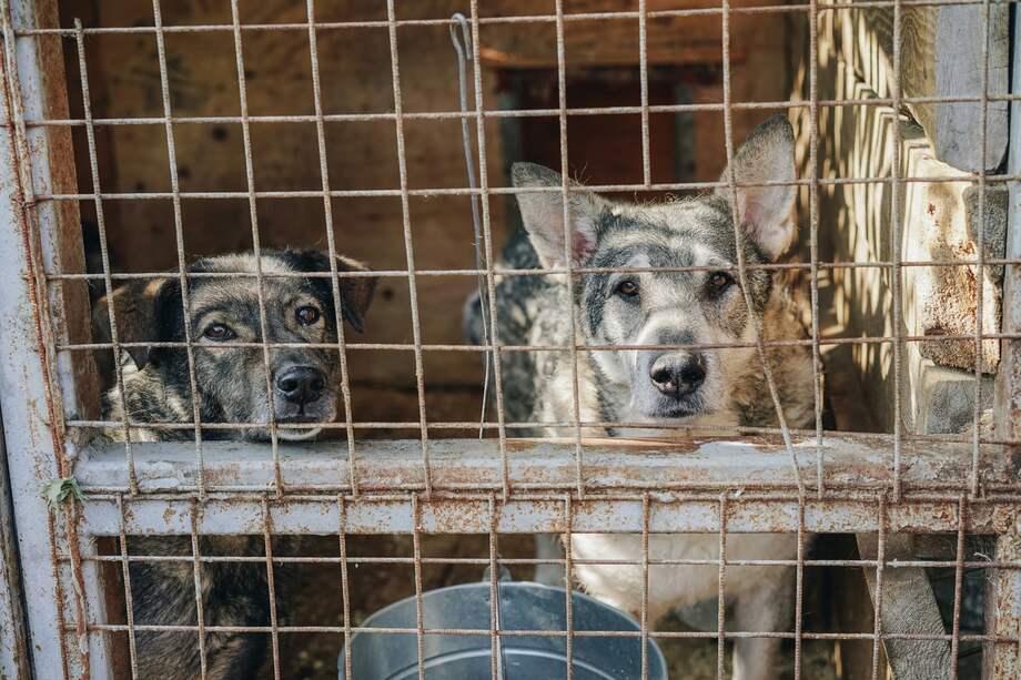 La ONG Humane Society International estima que unos 30 millones de perros son sacrificados cada año en Asia para consumo humano.