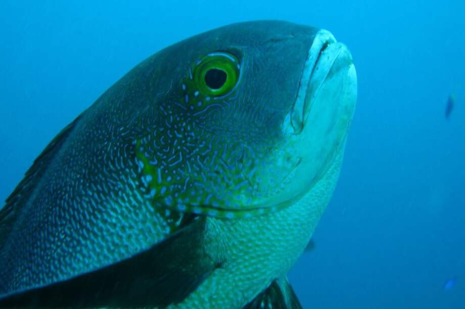 Un pargo de medioanoche bate récord de longevidad entre los peces de coral. Está datado en 81 años.