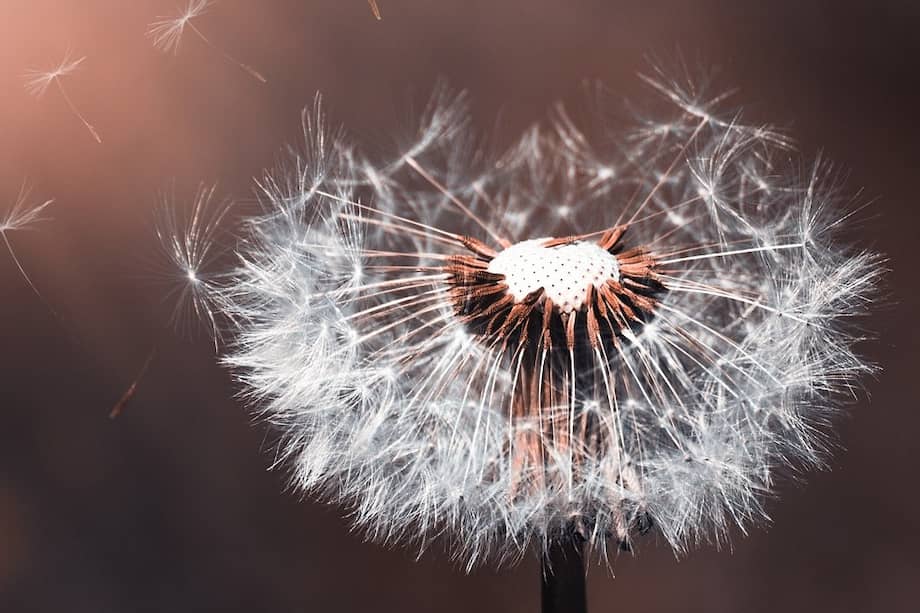El diente de león puede ser de gran ayuda para el organismo.