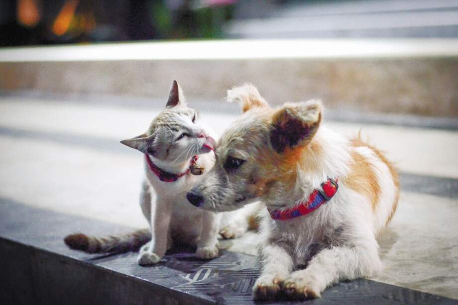 ¿Es su mascota un miembro más de su familia?