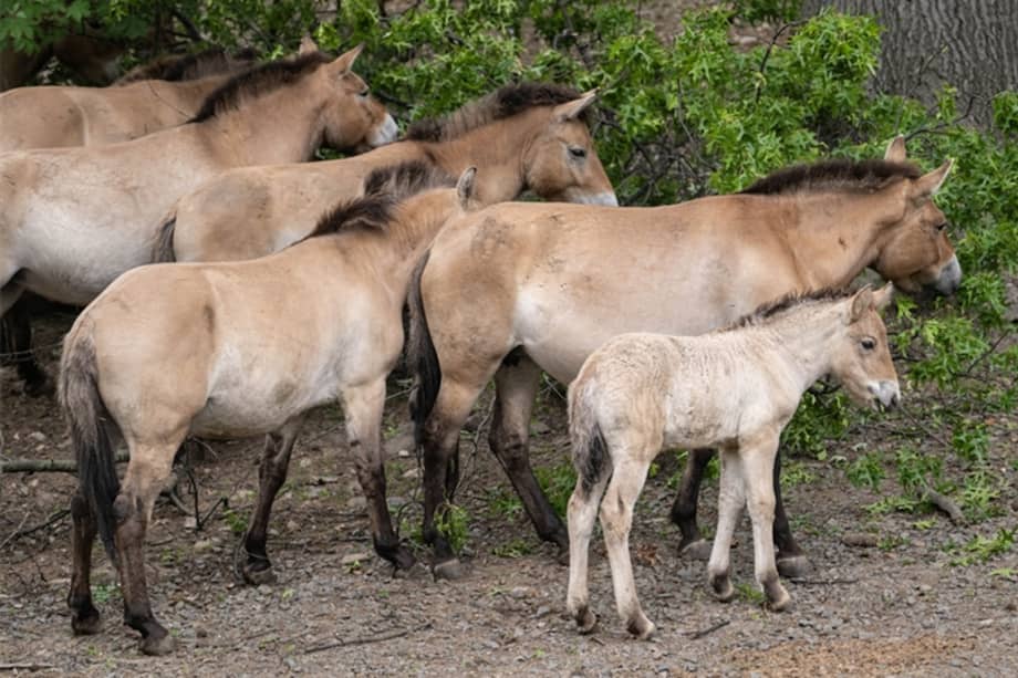 El potrillo nació el 21 de abril y ahora se puede ver en la exhibición Wild Asia Monorail del zoológico del Bronx.