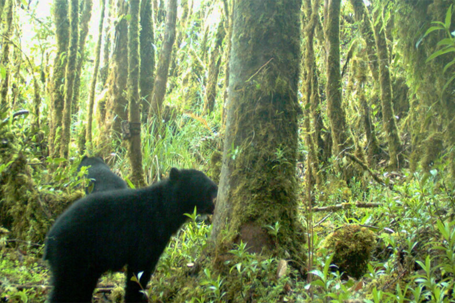 Fototrampeo en el Parque Nacional Natural Chingaza. Las áreas protegidas cubren el 12% del territorio de Colombia. / PNN