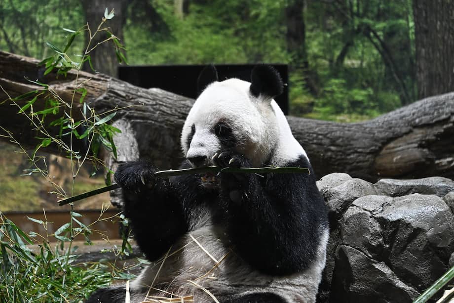 El panda gigante Lei Lei come bambú en el Jardín Zoológico de Ueno en Tokio, Japón.