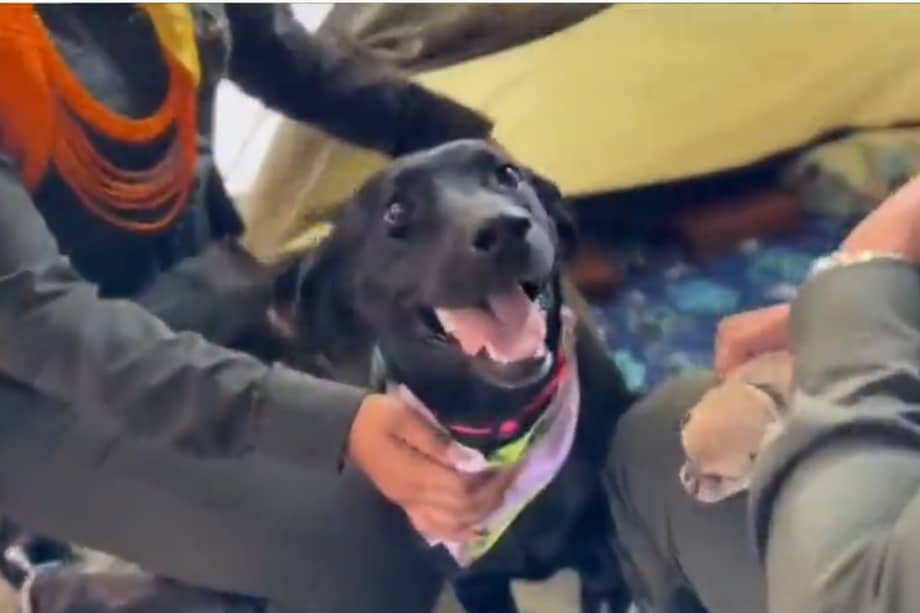 El rescate ocurrió en el corregimiento de Arabia, donde los uniformados de Carabineros, división de la Policía encargada de la protección animal, llegaron para atender la emergencia provocada por el movimiento telúrico.