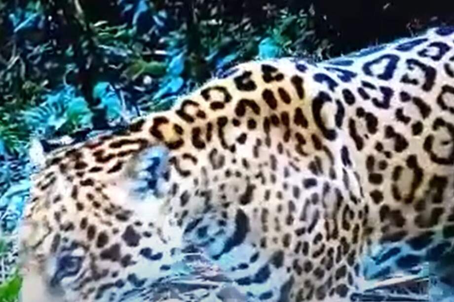 La zona donde fue registrado el jaguar hace parte del Parque Nacional Natural Cueva de los Guacharos.