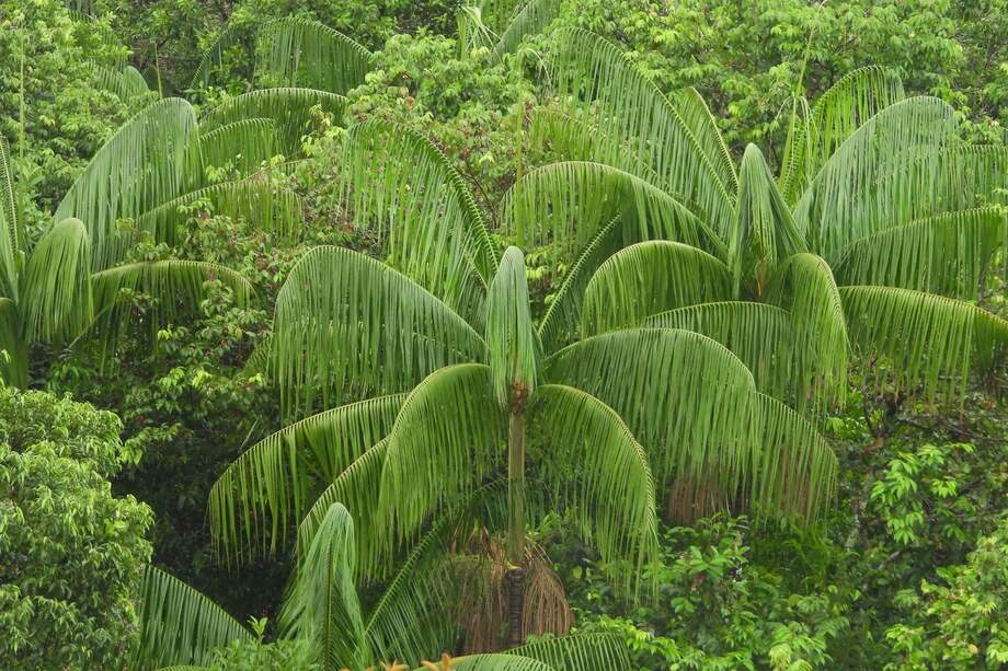 Reserva Natural Yurumí