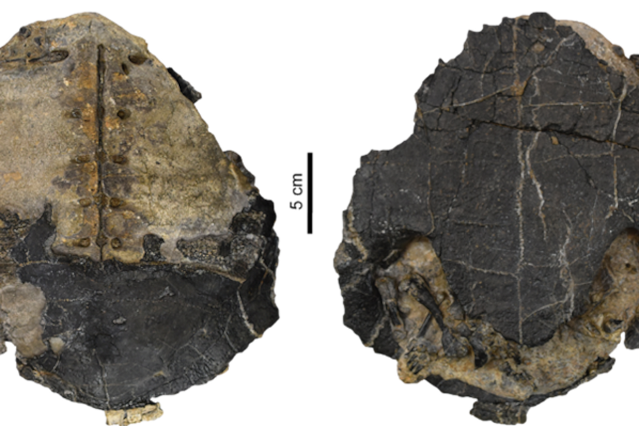 Entre los hallazgos más emblemáticos y de reconocimiento internacional, se encuentran fósiles de la tortuga gigante Carbonemys cofrinii, una de las especies que dominó el ecosistema luego de que desaparecieran los dinosaurios.