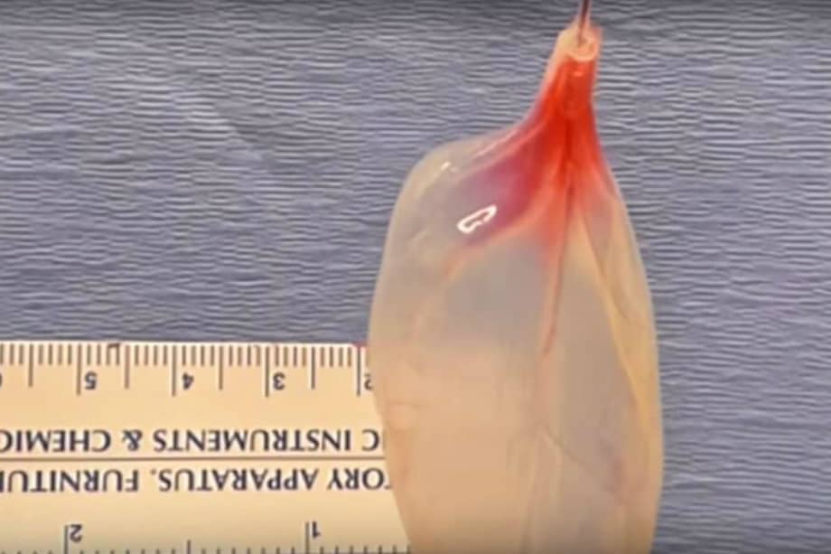 Captura de pantalla de Youtube.