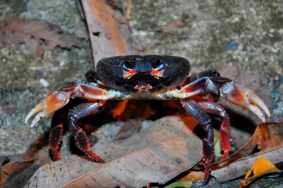 La facultad para autorizar el uso de la denominación de origen lo tendrá la Providence Sweet Black Crab Association. / Cortesía - SIC