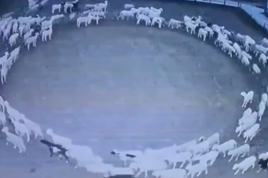 Una enfermedad podría ser la causa del comportamiento de las ovejas.