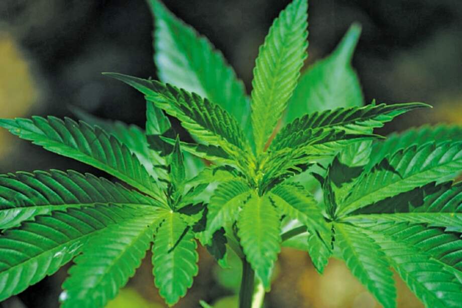 El cannabis revirtió los efectos de la edad en el cerebro de los ratones. / Pixabay:Xtip