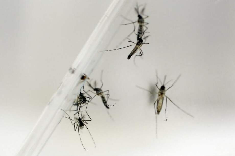 El virus del zika es transmitido por el mosquito Aedes Aegypti, responsable también del dengue y el chikunguña. /EFE
