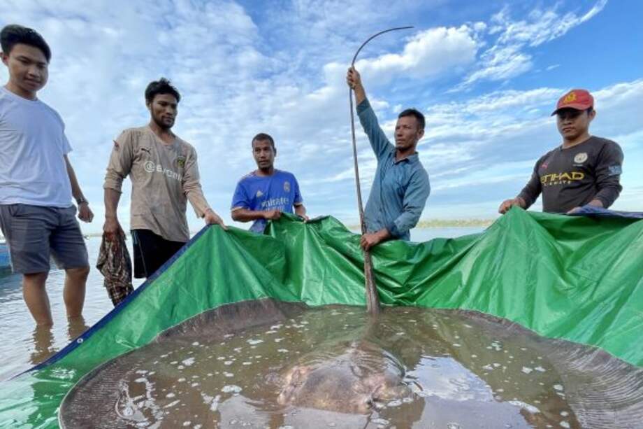 La mantarraya medía 13 pies de largo (casi 4 metros) y pesaba 400 libras (alrededor de 180kg).
