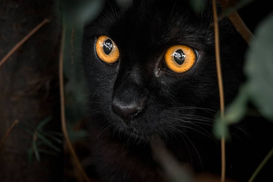 Los gatos tienen un sentido de la vista mucho más desarrollado que los humanos.