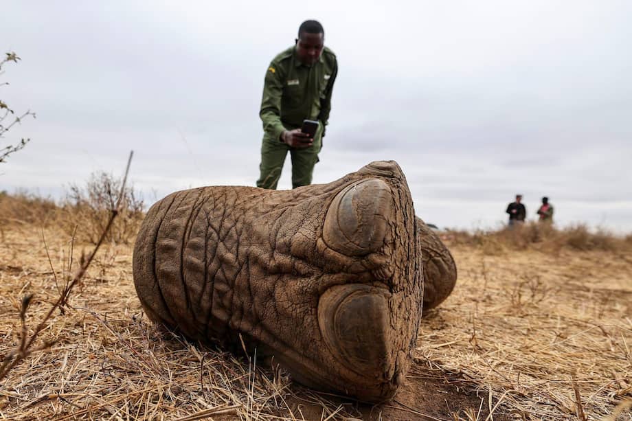El guarabosques Lesidai Kipelian fotografía los restos de Genghis Khan, un elefante macho de 11 años que falleció.