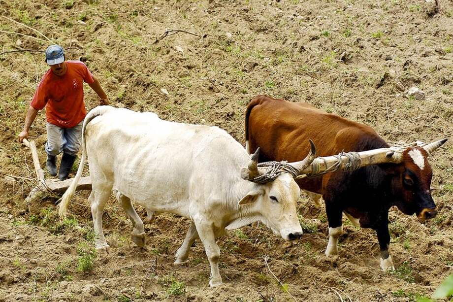 Entre 2009 y 2013 el presupuesto para el agro colombiano pasó de $1,5 billones a $2,2 billones. / Archivo