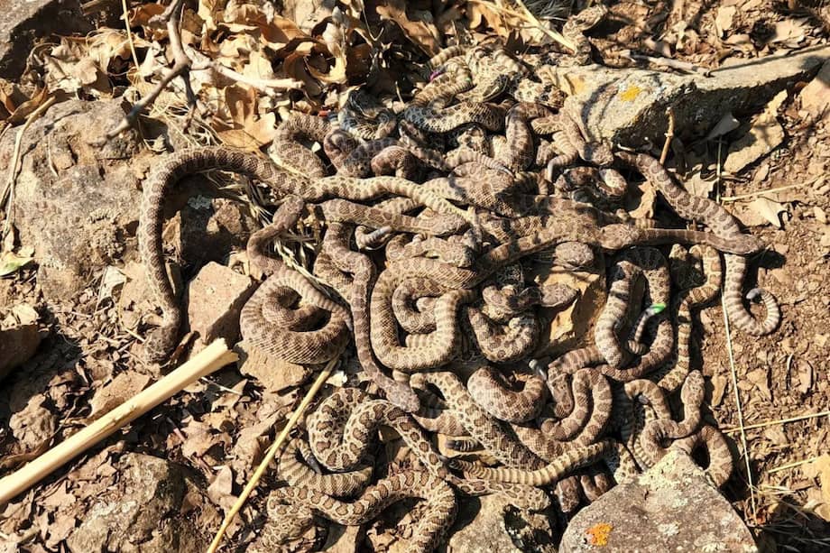 El sistema de cámaras, alimentado con energía solar, se financia en gran parte con donaciones. La tecnología fue diseñada e instalada por profesores y técnicos de la Facultad de Ciencias y Matemáticas Bailey de Cal Poly.