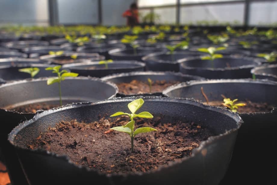 El Instituto Humboldt ha logrado agremiar a más de 300 viveros en una red alrededor del país, los cuales, dicen, serán claves para los procesos de restauración.
