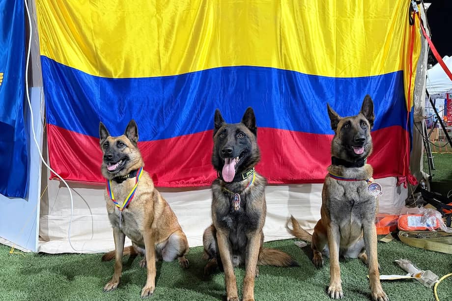 Los cuatro peludos recibieron la Medalla al Mérito del Servicio, una condecoración otorgada por la Presidencia de Venezuela.