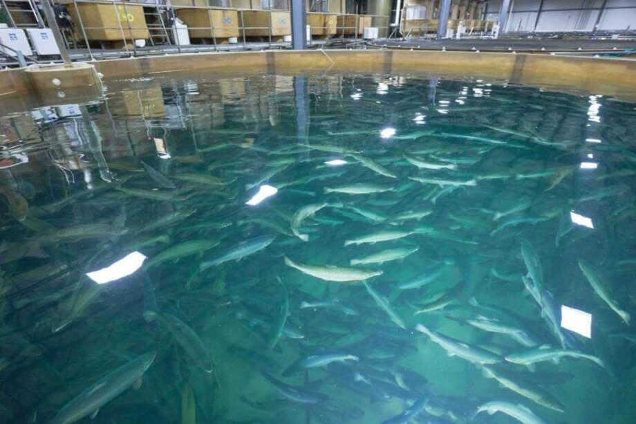 Los salmones transgénicos se crían en tanques especiales para prevenir escapes accidentales.