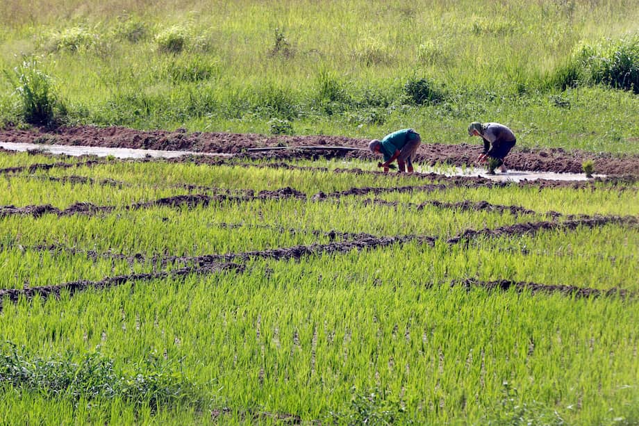 Imagen de referencia. Los trabajadores agrícolas son los que más han sufrido mordeduras de serpientes en el 2026.