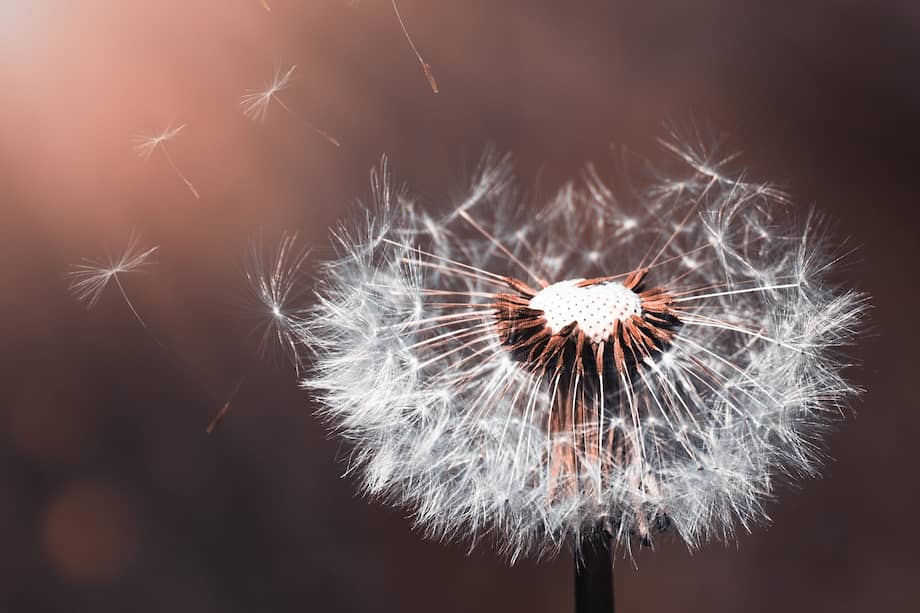 El Diente de León no solo es una planta de gran valor ecológico y nutricional, sino también una herramienta clave para quienes buscan maximizar la productividad y sostenibilidad de sus huertos. Desde su fácil cultivo hasta sus innumerables beneficios, esta planta merece un lugar destacado en cualquier huerta.