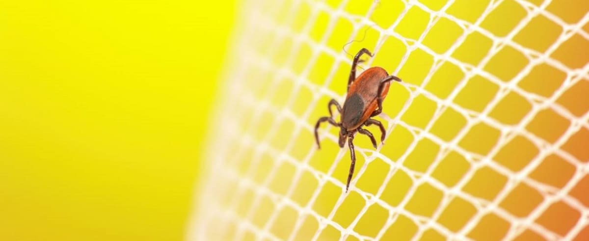 Fotografía de una garrapata de patas negras, "Ixodes scapularis".