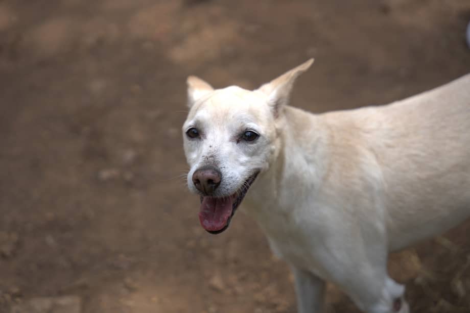 Los animales son especialmente sensibles al ruido de la pólvora, por eso requieren preparación y protección.