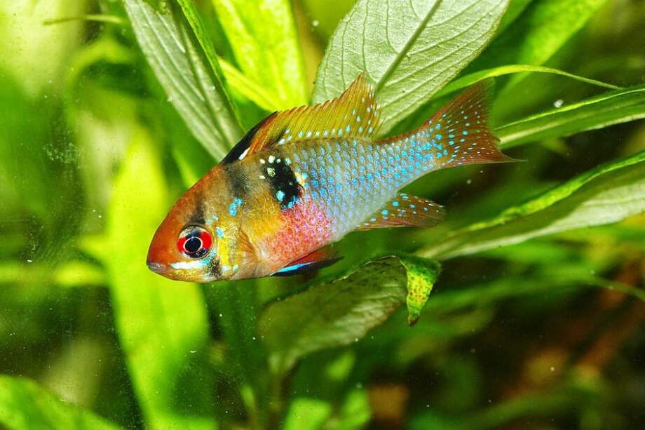 Tomada de Pixabay/Referencia