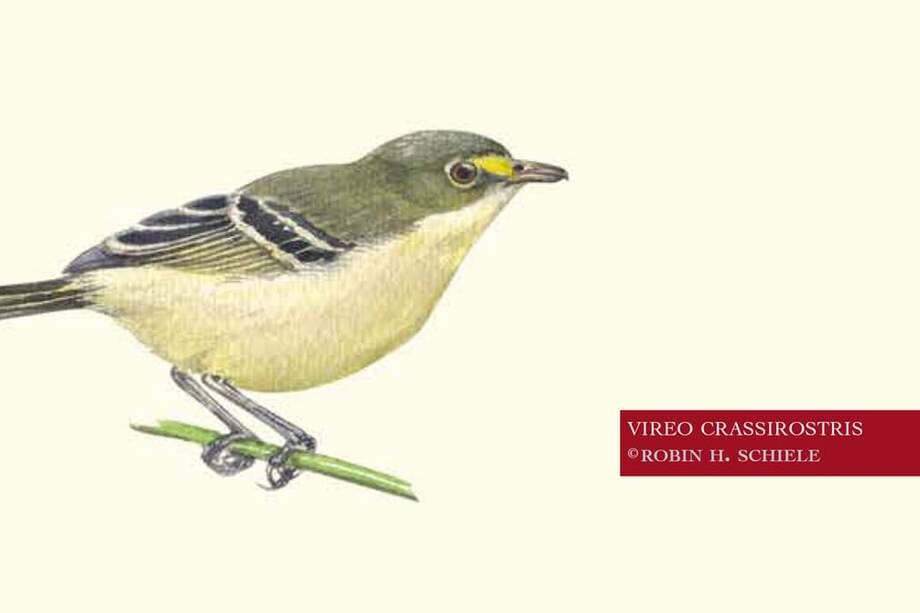 Se encontraba en la mayoría de la isla, pero debido a la pérdida de diversos hábitats, la población se limitaba a la parte sur de Providencia.