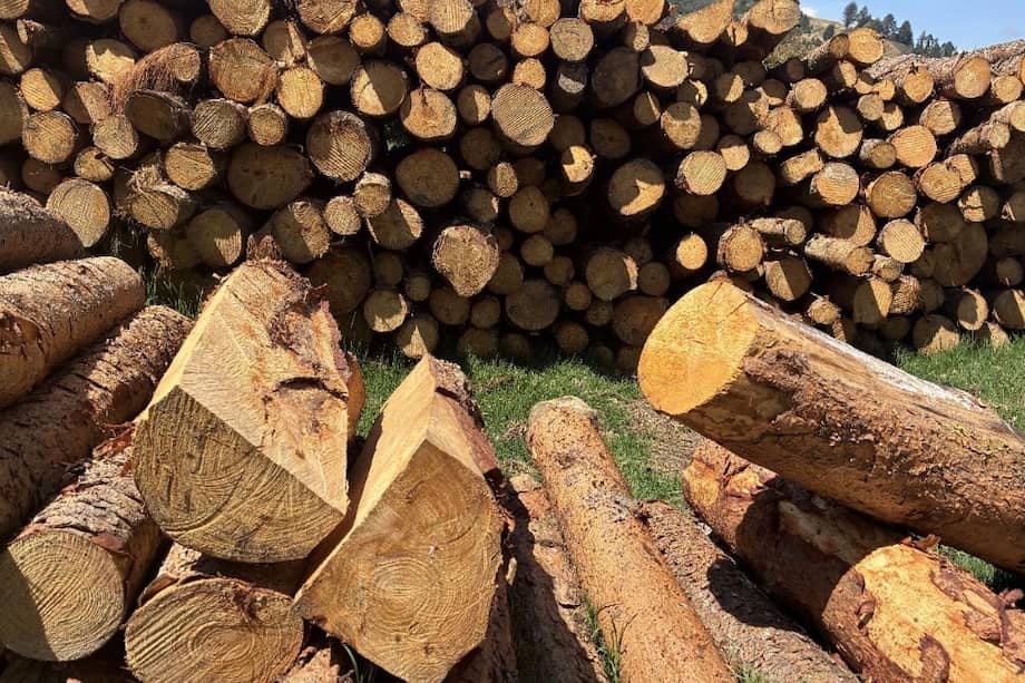 Tala sin permisos en zona protegida de Chocontá: la CAR halló árboles cortados y rastros de producción de carbón vegetal.