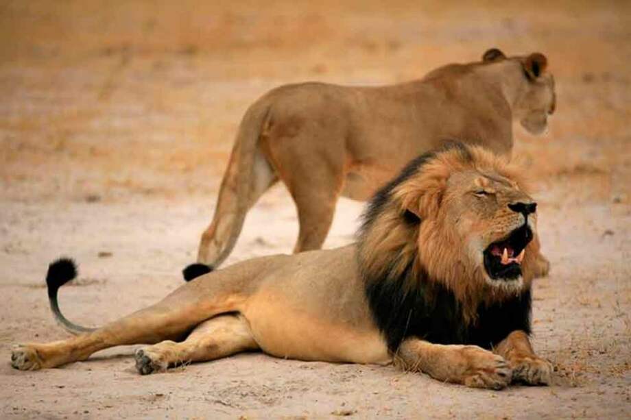 Cecil, el león más famoso de Zimbabue, cuya muerte ha suscitado una gran polémica entre los conservacionistas locales porque consideran que la cacería se organizó de forma ilegal. / Agencia EFE