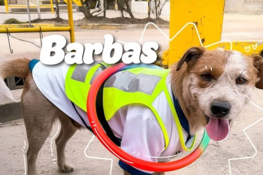 Barbas es un perrito “líder de pausas activas” de la Unidad de Mantenimiento Vial de Bogotá.