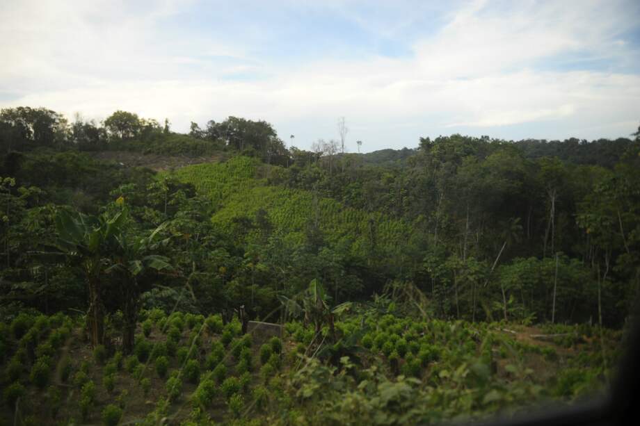 Los cultivos de coca en la región de Catatumbo (Norte de Santander) aumentaron en 2015. / / Cristian Garavito