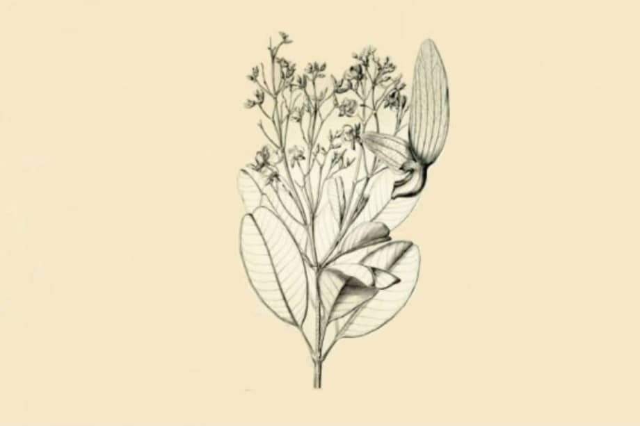 Rama de batí o yapurá (Erisma japura). /Flora Brasiliensis de Martius, 1875