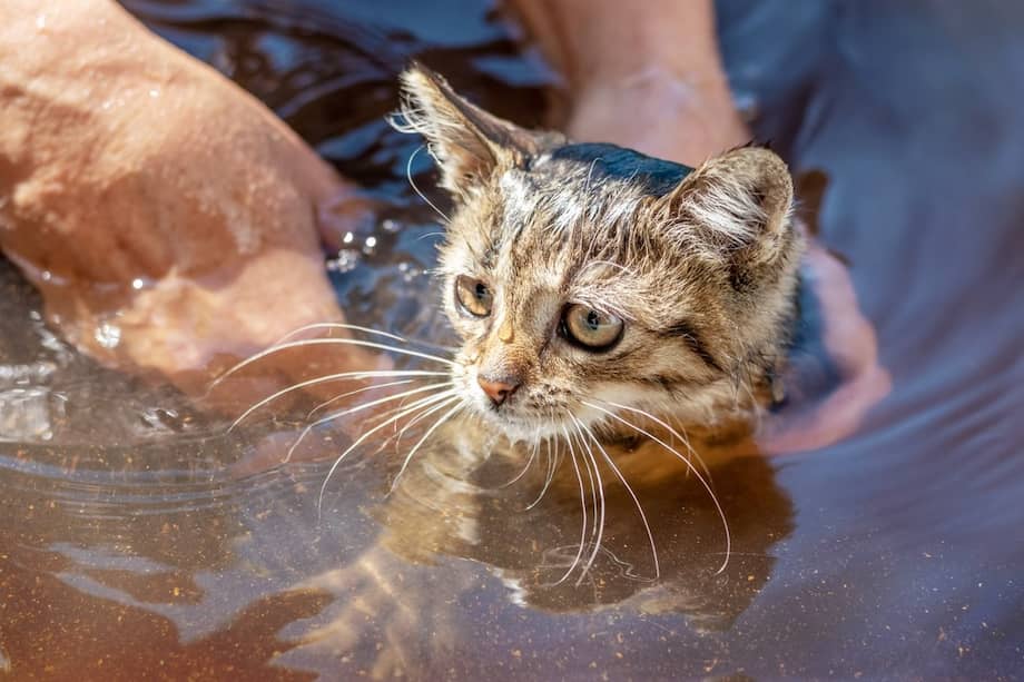 El objetivo es recolectar siete toneladas de ayudas para animales damnificados en Córdoba.