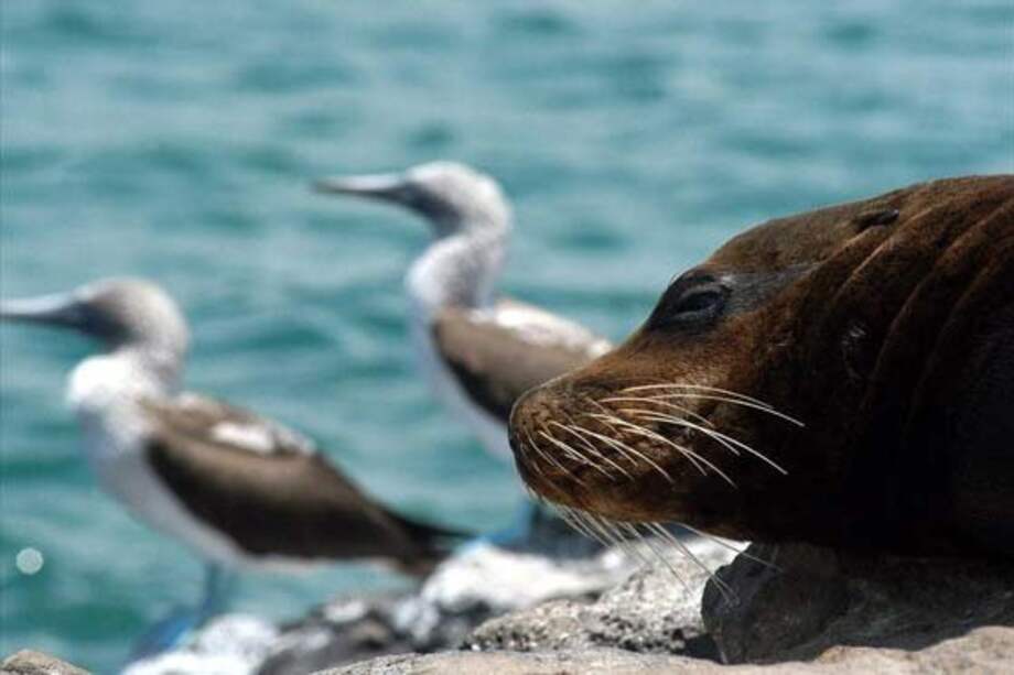 Lobos marinos, posible vector de la tuberculosis en las Américas