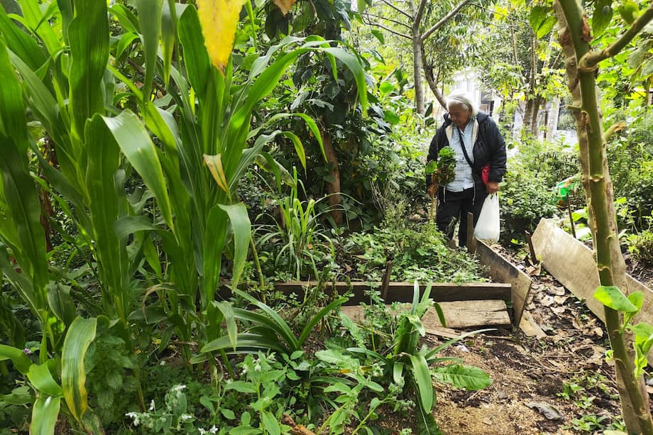 Suba se ha ganado un lugar especial en el mapa de la sostenibilidad urbana
