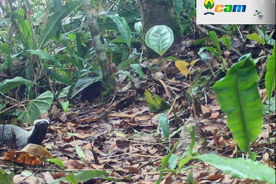 Hurón mayor ((Galictis vittata), en zona rural de Huila.