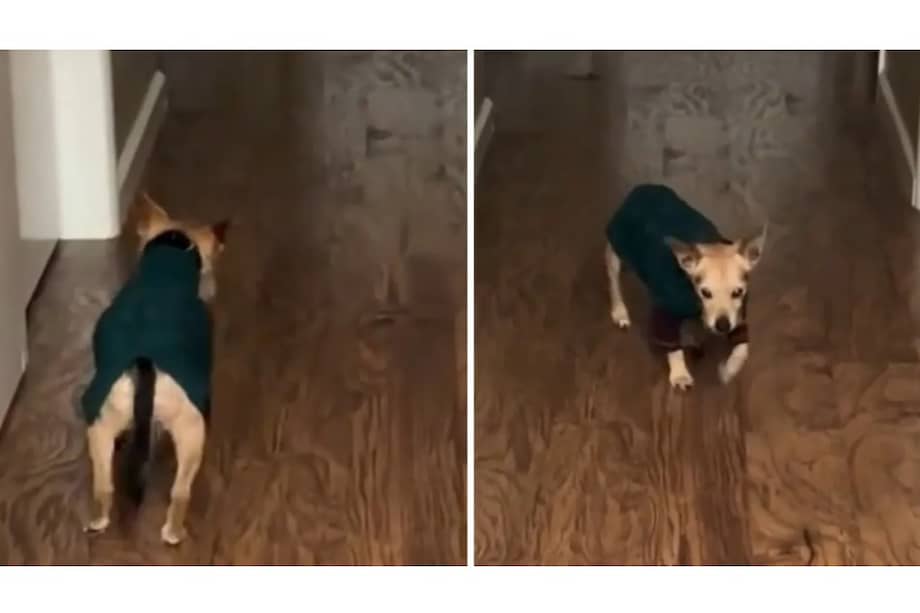 El perro presenta diversos problemas de salud, entre ellos enfermedad vestibular, artritis, un tumor estomacal, ceguera y sordera.