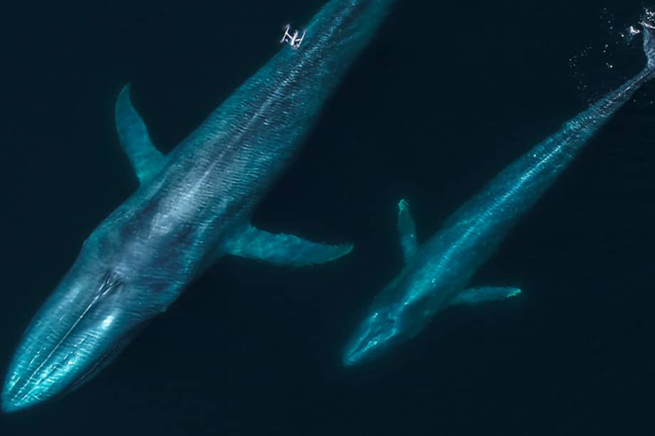 Ballenas capturadas desde un dron.