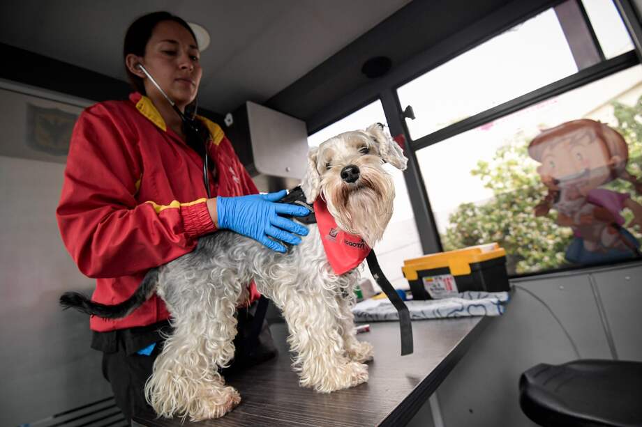 La unidad móvil está dotada con equipamientos e insumos veterinarios para salvaguardar la vida de los animales.