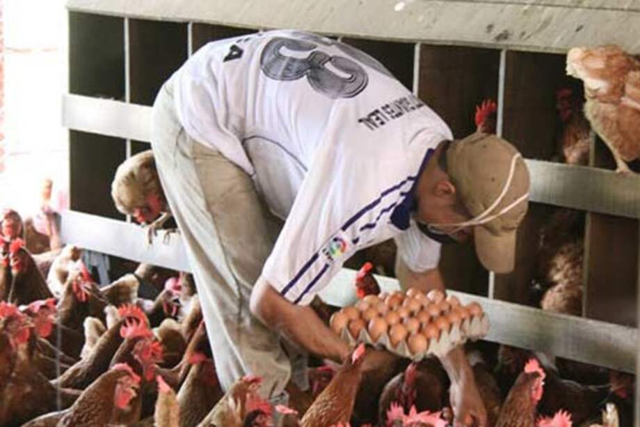 Industria avícola en Santander en riesgo por fenómeno de El Niño