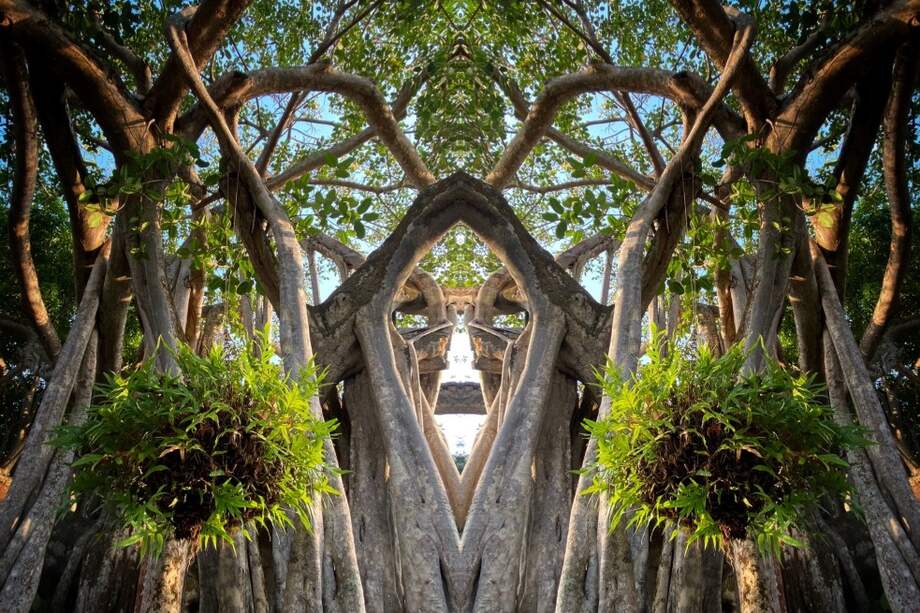 Árbol de caucho en Villa Claver, Turbaco, Bolívar.