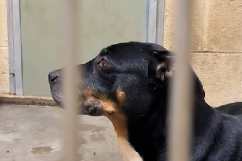 Taylor comparte la historia de Capone en redes sociales con la esperanza de que alguien vea más allá de su apariencia y le brinde la oportunidad que merece.