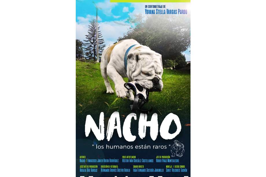 "Nacho", la historia de un bulldog inglés en medio de la pandemia, ayuda a pensar las formas de vida que se han instalado en la cotidianidad: usar tapabocas, quitarse la ropa al entrar a casa, el teletrabajo, entre otras. Cuestiona, de manera repetitiva, a su dueño y eso que lo rodea.