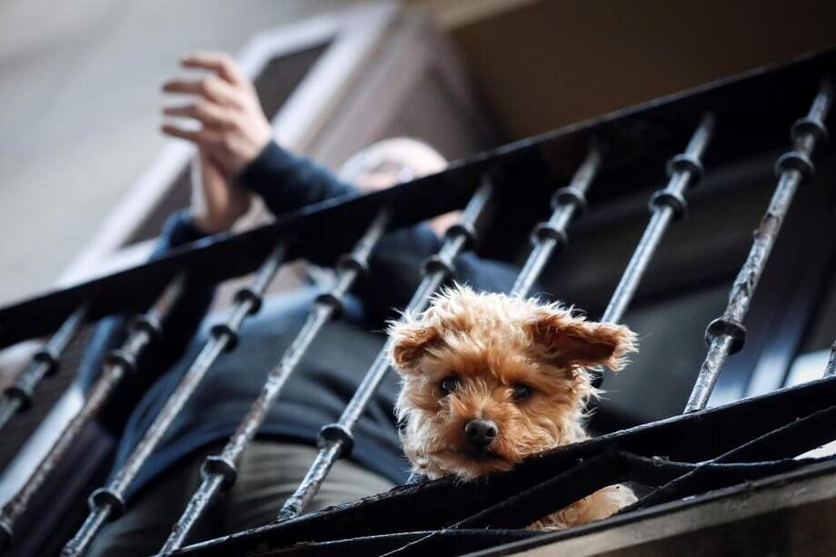 La ley china que prohíbe el consumo de perros y gatos estará abierta a comentarios hasta mayo. / EFE