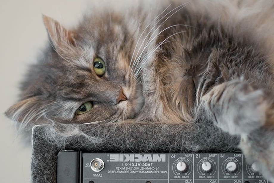 ¿Cómo saber si tienes un gato feliz?